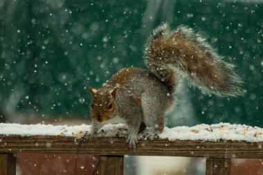 Sincap kar yağışı sırasında karla kaplı ahşap korkuluklara çömelir. Tüylü kuyruk bulanık, yeşil ve beyaz arka planda belirgin. Sincabın kürkü gri ve kahverengi renklerin karışımıyla detaylandırılmış..