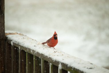 Canlı kırmızı bir kardinal, karla kaplı ahşap korkulukların üzerinde duruyor, izleyiciye bakıyor. Belirgin arması ve siyah yüzü bulanık, kışın arka planında belirgindir. Doğadaki kuş.