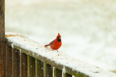 Canlı kırmızı bir kardinal, karla kaplı ahşap korkulukların üzerinde duruyor, izleyiciye bakıyor. Belirgin arması ve siyah yüzü bulanık, kışın arka planında belirgindir. Doğadaki kuş.
