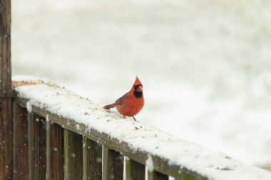 Canlı kırmızı bir kardinal, karla kaplı ahşap korkulukların üzerinde duruyor, izleyiciye bakıyor. Belirgin arması ve siyah yüzü bulanık, kışın arka planında belirgindir. Doğadaki kuş.