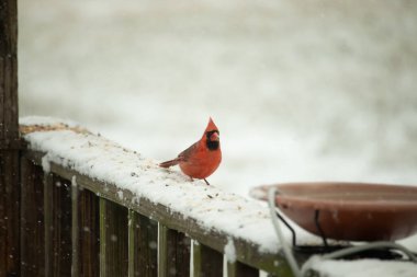 Canlı kırmızı bir kardinal, karla kaplı ahşap korkulukların üzerinde duruyor, izleyiciye bakıyor. Belirgin arması ve siyah yüzü bulanık, kışın arka planında belirgindir. Doğadaki kuş.