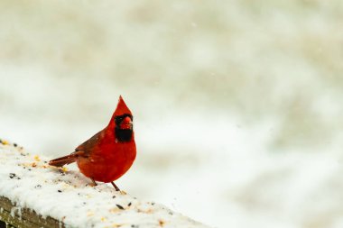 Canlı kırmızı bir kardinal, karla kaplı ahşap korkulukların üzerinde duruyor, izleyiciye bakıyor. Belirgin arması ve siyah yüzü bulanık, kışın arka planında belirgindir. Doğadaki kuş.
