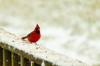Canlı kırmızı bir kardinal, karla kaplı ahşap korkulukların üzerinde duruyor, izleyiciye bakıyor. Belirgin arması ve siyah yüzü bulanık, kışın arka planında belirgindir. Doğadaki kuş.