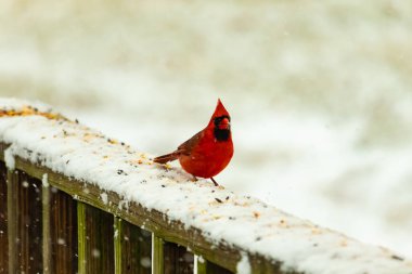 Canlı kırmızı bir kardinal, karla kaplı ahşap korkulukların üzerinde duruyor, izleyiciye bakıyor. Belirgin arması ve siyah yüzü bulanık, kışın arka planında belirgindir. Doğadaki kuş.