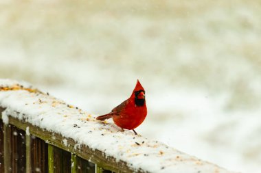 Canlı kırmızı bir kardinal, karla kaplı ahşap korkulukların üzerinde duruyor, izleyiciye bakıyor. Belirgin arması ve siyah yüzü bulanık, kışın arka planında belirgindir. Doğadaki kuş.
