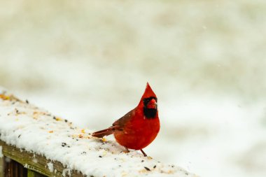 Canlı kırmızı bir kardinal, karla kaplı ahşap korkulukların üzerinde duruyor, izleyiciye bakıyor. Belirgin arması ve siyah yüzü bulanık, kışın arka planında belirgindir. Doğadaki kuş.