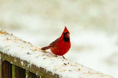Canlı kırmızı bir kardinal, karla kaplı ahşap korkulukların üzerinde duruyor, izleyiciye bakıyor. Belirgin arması ve siyah yüzü bulanık, kışın arka planında belirgindir. Doğadaki kuş.