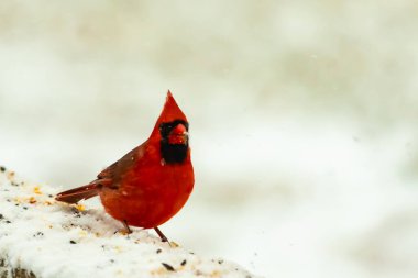 Canlı kırmızı bir kardinal, karla kaplı ahşap korkulukların üzerinde duruyor, izleyiciye bakıyor. Belirgin arması ve siyah yüzü bulanık, kışın arka planında belirgindir. Doğadaki kuş.
