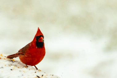Canlı kırmızı bir kardinal, karla kaplı ahşap korkulukların üzerinde duruyor, izleyiciye bakıyor. Belirgin arması ve siyah yüzü bulanık, kışın arka planında belirgindir. Doğadaki kuş.