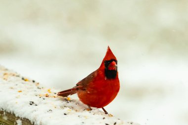 Canlı kırmızı bir kardinal, karla kaplı ahşap korkulukların üzerinde duruyor, izleyiciye bakıyor. Belirgin arması ve siyah yüzü bulanık, kışın arka planında belirgindir. Doğadaki kuş.