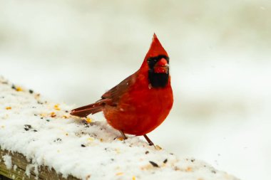 Canlı kırmızı bir kardinal, karla kaplı ahşap korkulukların üzerinde duruyor, izleyiciye bakıyor. Belirgin arması ve siyah yüzü bulanık, kışın arka planında belirgindir. Doğadaki kuş.