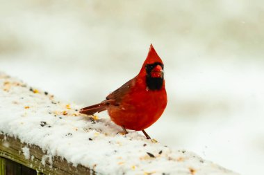 Canlı kırmızı bir kardinal, karla kaplı ahşap korkulukların üzerinde duruyor, izleyiciye bakıyor. Belirgin arması ve siyah yüzü bulanık, kışın arka planında belirgindir. Doğadaki kuş.