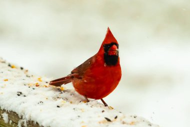 Canlı kırmızı bir kardinal, karla kaplı ahşap korkulukların üzerinde duruyor, izleyiciye bakıyor. Belirgin arması ve siyah yüzü bulanık, kışın arka planında belirgindir. Doğadaki kuş.