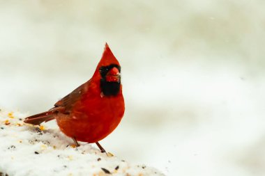 Canlı kırmızı bir kardinal, karla kaplı ahşap korkulukların üzerinde duruyor, izleyiciye bakıyor. Belirgin arması ve siyah yüzü bulanık, kışın arka planında belirgindir. Doğadaki kuş.
