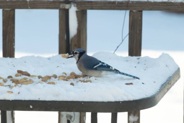 Mavi Jay 'in gagasında bir yer fıstığı var. Dağınık yerfıstıklarının arasında karlı zemine tünemiş. Parlak mavi tüyleri beyaz kara ve bulanık arka plana karşı duruyor. Büyüleyici bir kış yaban hayatı anı.