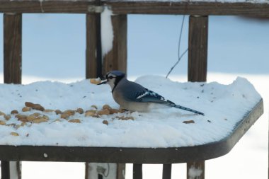 Mavi Jay 'in gagasında bir yer fıstığı var. Dağınık yerfıstıklarının arasında karlı zemine tünemiş. Parlak mavi tüyleri beyaz kara ve bulanık arka plana karşı duruyor. Büyüleyici bir kış yaban hayatı anı.