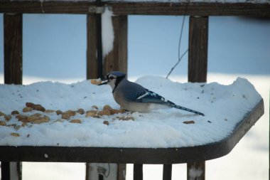 Mavi Jay 'in gagasında bir yer fıstığı var. Dağınık yerfıstıklarının arasında karlı zemine tünemiş. Parlak mavi tüyleri beyaz kara ve bulanık arka plana karşı duruyor. Büyüleyici bir kış yaban hayatı anı.