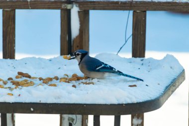 Mavi Jay 'in gagasında bir yer fıstığı var. Dağınık yerfıstıklarının arasında karlı zemine tünemiş. Parlak mavi tüyleri beyaz kara ve bulanık arka plana karşı duruyor. Büyüleyici bir kış yaban hayatı anı.