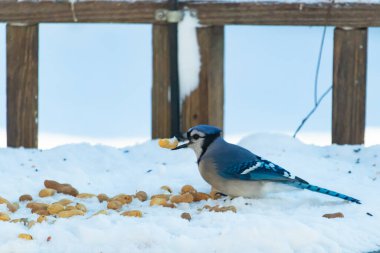 Mavi Jay 'in gagasında bir yer fıstığı var. Dağınık yerfıstıklarının arasında karlı zemine tünemiş. Parlak mavi tüyleri beyaz kara ve bulanık arka plana karşı duruyor. Büyüleyici bir kış yaban hayatı anı.