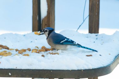 Mavi Jay 'in gagasında bir yer fıstığı var. Dağınık yerfıstıklarının arasında karlı zemine tünemiş. Parlak mavi tüyleri beyaz kara ve bulanık arka plana karşı duruyor. Büyüleyici bir kış yaban hayatı anı.