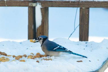 Mavi Jay 'in gagasında bir yer fıstığı var. Dağınık yerfıstıklarının arasında karlı zemine tünemiş. Parlak mavi tüyleri beyaz kara ve bulanık arka plana karşı duruyor. Büyüleyici bir kış yaban hayatı anı.