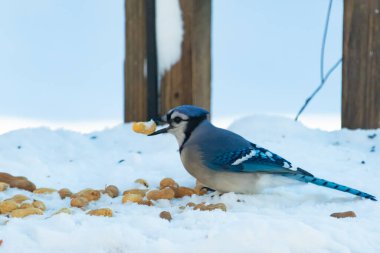 Mavi Jay 'in gagasında bir yer fıstığı var. Dağınık yerfıstıklarının arasında karlı zemine tünemiş. Parlak mavi tüyleri beyaz kara ve bulanık arka plana karşı duruyor. Büyüleyici bir kış yaban hayatı anı.