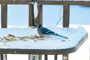 Mavi Jay 'in gagasında bir yer fıstığı var. Dağınık yerfıstıklarının arasında karlı zemine tünemiş. Parlak mavi tüyleri beyaz kara ve bulanık arka plana karşı duruyor. Büyüleyici bir kış yaban hayatı anı.