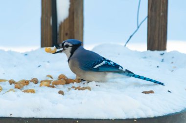 Mavi Jay 'in gagasında bir yer fıstığı var. Dağınık yerfıstıklarının arasında karlı zemine tünemiş. Parlak mavi tüyleri beyaz kara ve bulanık arka plana karşı duruyor. Büyüleyici bir kış yaban hayatı anı.