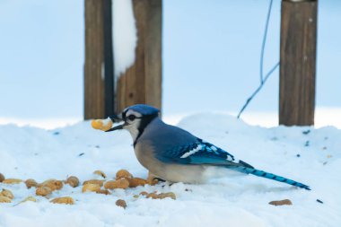 Mavi Jay 'in gagasında bir yer fıstığı var. Dağınık yerfıstıklarının arasında karlı zemine tünemiş. Parlak mavi tüyleri beyaz kara ve bulanık arka plana karşı duruyor. Büyüleyici bir kış yaban hayatı anı.