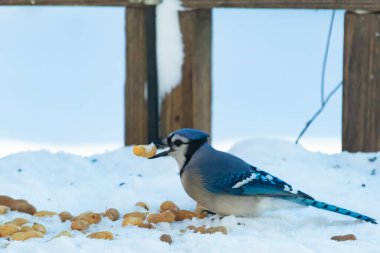 Mavi Jay 'in gagasında bir yer fıstığı var. Dağınık yerfıstıklarının arasında karlı zemine tünemiş. Parlak mavi tüyleri beyaz kara ve bulanık arka plana karşı duruyor. Büyüleyici bir kış yaban hayatı anı.