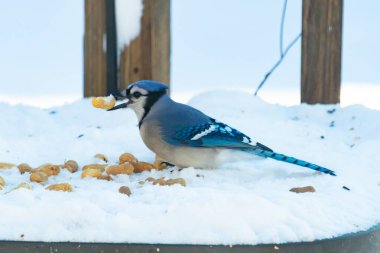 Mavi Jay 'in gagasında bir yer fıstığı var. Dağınık yerfıstıklarının arasında karlı zemine tünemiş. Parlak mavi tüyleri beyaz kara ve bulanık arka plana karşı duruyor. Büyüleyici bir kış yaban hayatı anı.