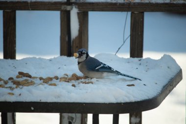 Mavi Jay 'in gagasında bir yer fıstığı var. Dağınık yerfıstıklarının arasında karlı zemine tünemiş. Parlak mavi tüyleri beyaz kara ve bulanık arka plana karşı duruyor. Büyüleyici bir kış yaban hayatı anı.