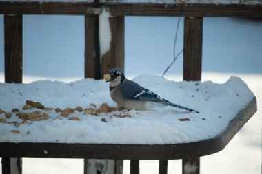 Mavi Jay 'in gagasında bir yer fıstığı var. Dağınık yerfıstıklarının arasında karlı zemine tünemiş. Parlak mavi tüyleri beyaz kara ve bulanık arka plana karşı duruyor. Büyüleyici bir kış yaban hayatı anı.