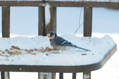Mavi Jay 'in gagasında bir yer fıstığı var. Dağınık yerfıstıklarının arasında karlı zemine tünemiş. Parlak mavi tüyleri beyaz kara ve bulanık arka plana karşı duruyor. Büyüleyici bir kış yaban hayatı anı.
