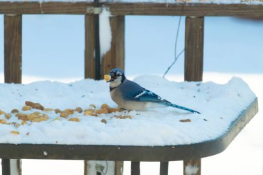 Mavi Jay 'in gagasında bir yer fıstığı var. Dağınık yerfıstıklarının arasında karlı zemine tünemiş. Parlak mavi tüyleri beyaz kara ve bulanık arka plana karşı duruyor. Büyüleyici bir kış yaban hayatı anı.