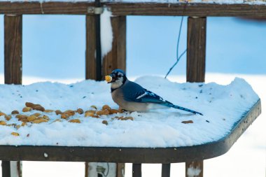 Mavi Jay 'in gagasında bir yer fıstığı var. Dağınık yerfıstıklarının arasında karlı zemine tünemiş. Parlak mavi tüyleri beyaz kara ve bulanık arka plana karşı duruyor. Büyüleyici bir kış yaban hayatı anı.
