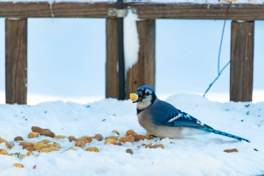 Mavi Jay 'in gagasında bir yer fıstığı var. Dağınık yerfıstıklarının arasında karlı zemine tünemiş. Parlak mavi tüyleri beyaz kara ve bulanık arka plana karşı duruyor. Büyüleyici bir kış yaban hayatı anı.