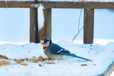 Mavi Jay 'in gagasında bir yer fıstığı var. Dağınık yerfıstıklarının arasında karlı zemine tünemiş. Parlak mavi tüyleri beyaz kara ve bulanık arka plana karşı duruyor. Büyüleyici bir kış yaban hayatı anı.