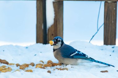 Mavi Jay 'in gagasında bir yer fıstığı var. Dağınık yerfıstıklarının arasında karlı zemine tünemiş. Parlak mavi tüyleri beyaz kara ve bulanık arka plana karşı duruyor. Büyüleyici bir kış yaban hayatı anı.