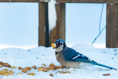 Mavi Jay 'in gagasında bir yer fıstığı var. Dağınık yerfıstıklarının arasında karlı zemine tünemiş. Parlak mavi tüyleri beyaz kara ve bulanık arka plana karşı duruyor. Büyüleyici bir kış yaban hayatı anı.