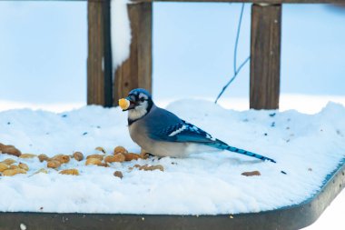 Mavi Jay 'in gagasında bir yer fıstığı var. Dağınık yerfıstıklarının arasında karlı zemine tünemiş. Parlak mavi tüyleri beyaz kara ve bulanık arka plana karşı duruyor. Büyüleyici bir kış yaban hayatı anı.