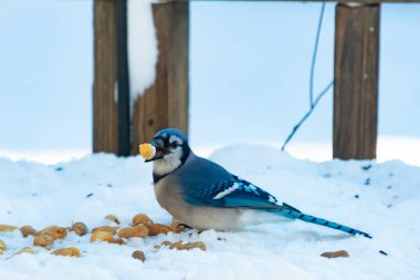 Mavi Jay 'in gagasında bir yer fıstığı var. Dağınık yerfıstıklarının arasında karlı zemine tünemiş. Parlak mavi tüyleri beyaz kara ve bulanık arka plana karşı duruyor. Büyüleyici bir kış yaban hayatı anı.