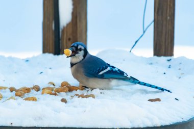 Mavi Jay 'in gagasında bir yer fıstığı var. Dağınık yerfıstıklarının arasında karlı zemine tünemiş. Parlak mavi tüyleri beyaz kara ve bulanık arka plana karşı duruyor. Büyüleyici bir kış yaban hayatı anı.