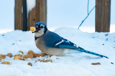 Mavi bir Jay karla kaplı zemine tünemiş, dağınık tohumlarla çevrili. Canlı mavi tüyleri beyaz kar ve yumuşak, bulanık arka planla zıt yöndedir. Sakin bir kış yaban hayatı sahnesi.