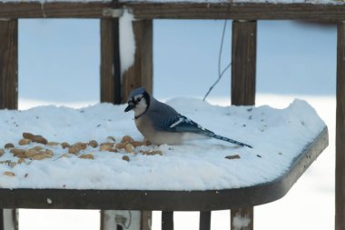 Mavi bir Jay karla kaplı zemine tünemiş, dağınık tohumlarla çevrili. Canlı mavi tüyleri beyaz kar ve yumuşak, bulanık arka planla zıt yöndedir. Sakin bir kış yaban hayatı sahnesi.