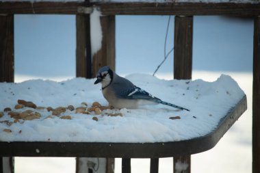 Mavi bir Jay karla kaplı zemine tünemiş, dağınık tohumlarla çevrili. Canlı mavi tüyleri beyaz kar ve yumuşak, bulanık arka planla zıt yöndedir. Sakin bir kış yaban hayatı sahnesi.