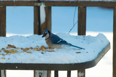 Mavi bir Jay karla kaplı zemine tünemiş, dağınık tohumlarla çevrili. Canlı mavi tüyleri beyaz kar ve yumuşak, bulanık arka planla zıt yöndedir. Sakin bir kış yaban hayatı sahnesi.