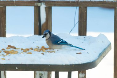 Mavi bir Jay karla kaplı zemine tünemiş, dağınık tohumlarla çevrili. Canlı mavi tüyleri beyaz kar ve yumuşak, bulanık arka planla zıt yöndedir. Sakin bir kış yaban hayatı sahnesi.