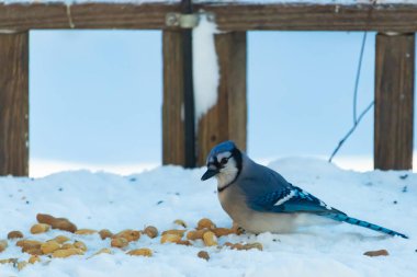 Mavi bir Jay karla kaplı zemine tünemiş, dağınık tohumlarla çevrili. Canlı mavi tüyleri beyaz kar ve yumuşak, bulanık arka planla zıt yöndedir. Sakin bir kış yaban hayatı sahnesi.