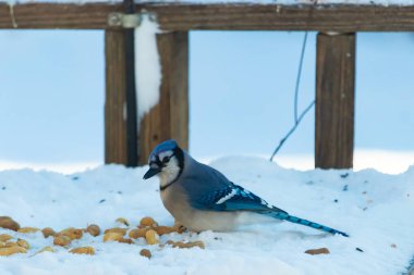 Mavi bir Jay karla kaplı zemine tünemiş, dağınık tohumlarla çevrili. Canlı mavi tüyleri beyaz kar ve yumuşak, bulanık arka planla zıt yöndedir. Sakin bir kış yaban hayatı sahnesi.